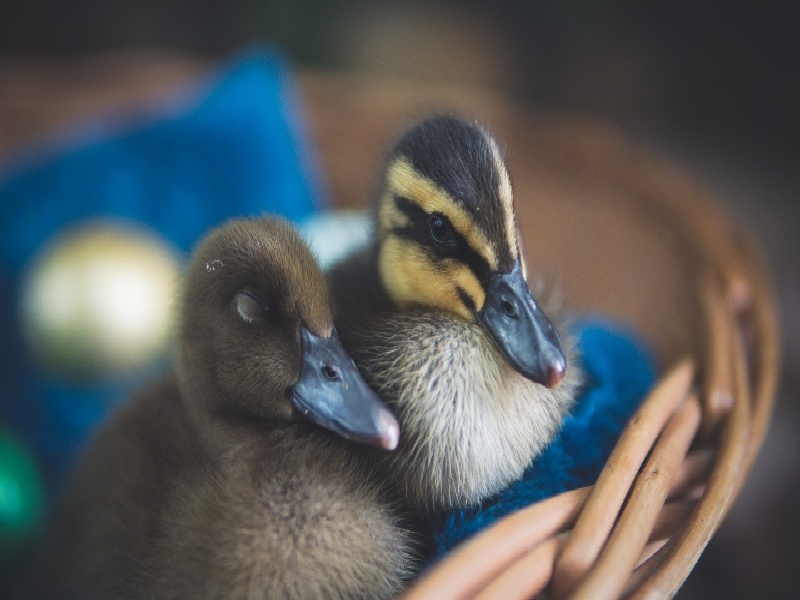 重庆试管做几代好,2024年重庆试管的抽血顺序（女人试管男人出轨）